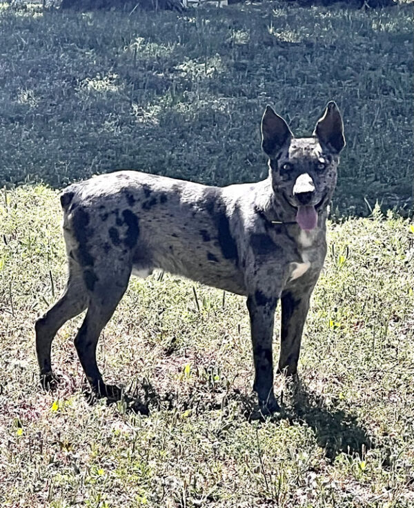 Hangin Tree Cowdogs for Sale | Diamond J Stockdogs - Jason Terrell ...